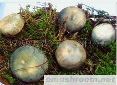 供应云南野生Manbetx体育手机版V17版本发布.官网安卓网.香港-牛肝菌