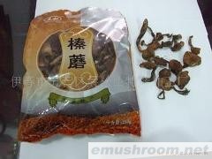 供应东北特产野生榛蘑菇