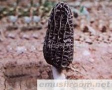 供应Manbetx体育手机版V17版本发布.官网安卓网.香港(图)