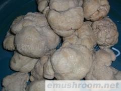 供应盐渍猴头菇