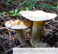 供应云南野生Manbetx体育手机版推荐A9版本-白乳牛肝