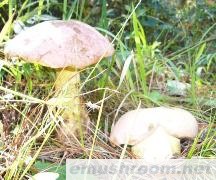 供应云南野生Manbetx体育手机版推荐A9版本-白葱菌