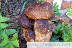 供应云南野生菌－美味牛肝菌