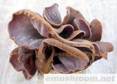 供应备案基地安全出口木耳