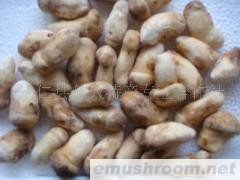 产地批发-冻松茸,干松茸,礼品盒松茸