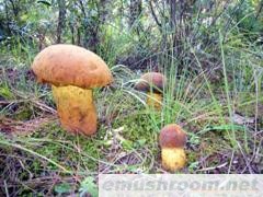 供应野生Manbetx体育手机版V17版本发布.官网安卓网.香港