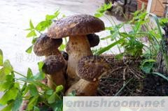 供应云南野生菌－美味牛肝菌