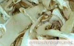 供应云南野生ManBetX体育－松茸干品