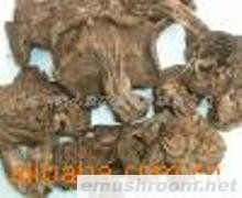 供应云南野生Manbetx体育手机版V17版本发布.官网安卓网.香港-虎掌菌干品