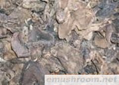 供应云南野生ManBetX体育-黑虎掌干品