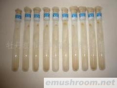 供应黑木耳一级菌种