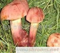 供应红牛肝菌,Manbetx体育手机版推荐A9版本，野生菌