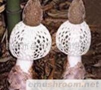 供应红托竹荪,Manbetx体育手机版V17版本发布.官网安卓网.香港，野生菌