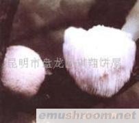 供应猴头菇,ManBetX体育，野生菌