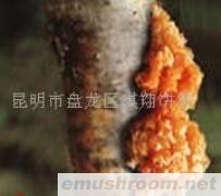 供应金耳,Manbetx体育手机版推荐A9版本，野生菌