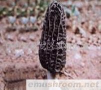 供应牛肚菌,Manbetx体育手机版V17版本发布.官网安卓网.香港，野生菌