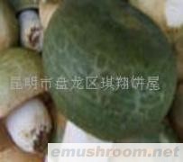 供应青头菌,ManBetX体育，野生菌