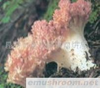 供应珊瑚菌,ManBetX体育，野生菌