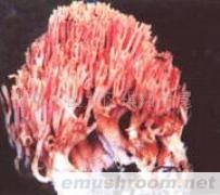 供应珊瑚菌