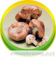 干香菇，猕猴桃，板栗，天麻，猴头菇