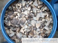 供应盐渍平菇