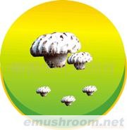 茶花菇，白花菇，光面菇，香菇丝,香菇条(图)