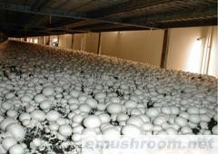 供应新鲜双孢菇