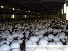 供应绿色食品双孢菇