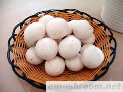 供应绿色双孢菇