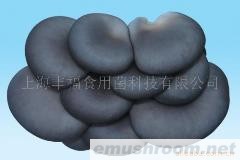 供应黑平菇菌棒