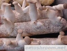 供应杏鲍菇菌棒