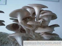 供应秀珍菇菌棒