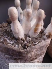 供应鸡腿菇菌棒