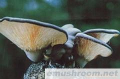 供应鲍鱼菇菌棒