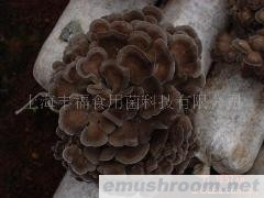 供应灰树花菌棒