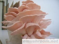 供应桃红侧耳菌棒