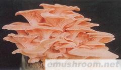 供应红平菇菌棒