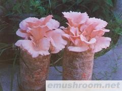 供应桃红侧耳菌棒（红平菇）