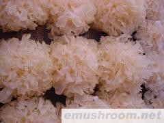 供应白木耳菌棒