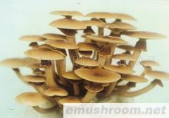 供应茶树菇菌棒