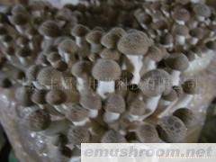 供应真姬菇菌棒