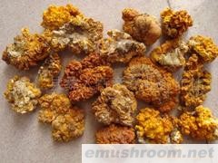 产地批发-金耳,黄耳