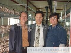 供应出口韩国菌棒