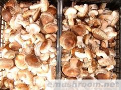 供应出口欧洲菌棒