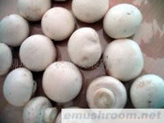 供应鲜双孢菇