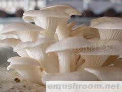 供应pleurotus ostreatus平菇菌棒