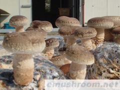 供应香菇菌棒 香菇棒 shiitake