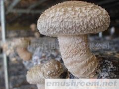 供应香菇菌棒、椎茸菌棒、椎茸菌床、香菇菌床