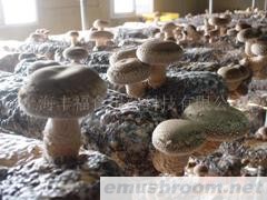 供应香菇菌棒log shiitake spawn