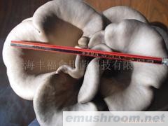 供应大平菇菌棒